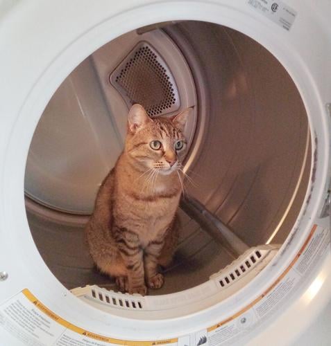 A14 Newsworthy Pets Wowzy Whiskers