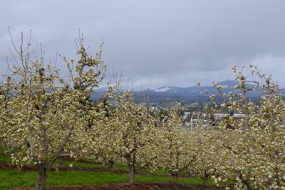 Blossoms and snow 2022