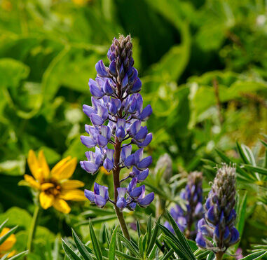 4-sisters mules ear and lupine