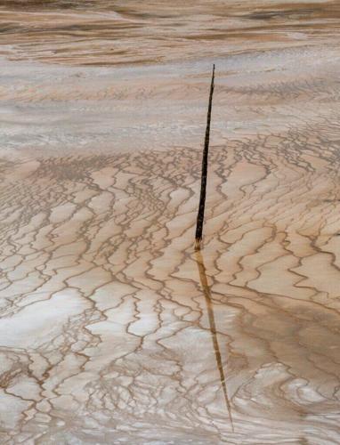 Dead lodgepole pines standing in a thermal basin