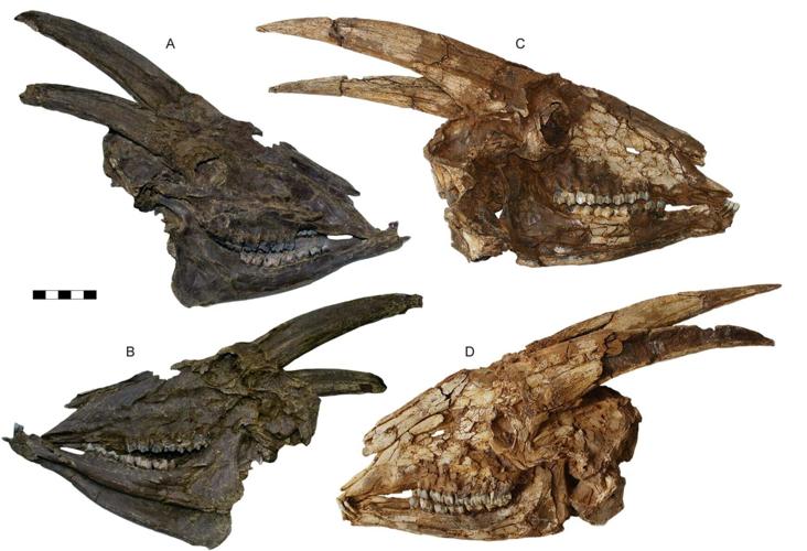 Ancestors of today’s cattle roamed grasslands of Europe four million years ago