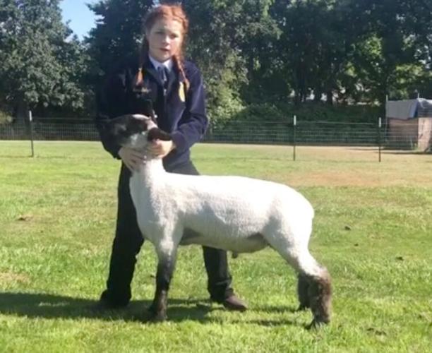 HR 4-H Emma Balzer Lamb.jpg