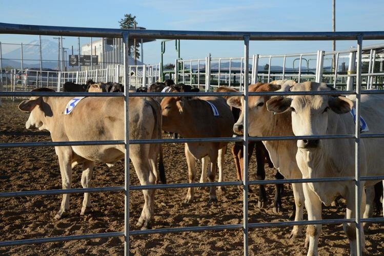 Fruit and Craft Fair adds ranch sorting and other events