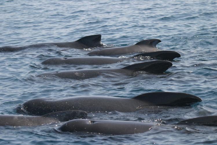 Pilot whales having to shout louder to be heard over noise pollution from shipping
