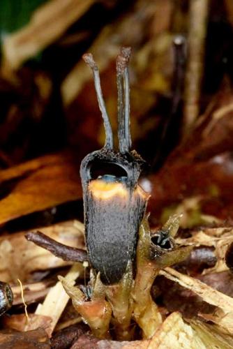 Newly discovered plant species named devil flower due to its demonic appearance