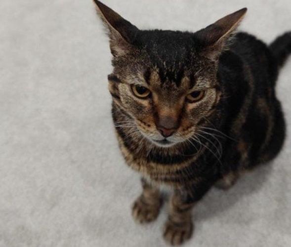 SWNS_CAT_SAVED02_133693