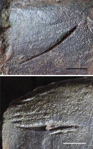 Sharks were attacking whales in the North Sea five million years ago, reveals study