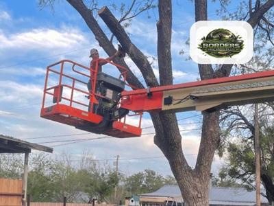 Arborist Assessments Help Sonora Property Owners Spot Tree Concerns Before Removal Decisions