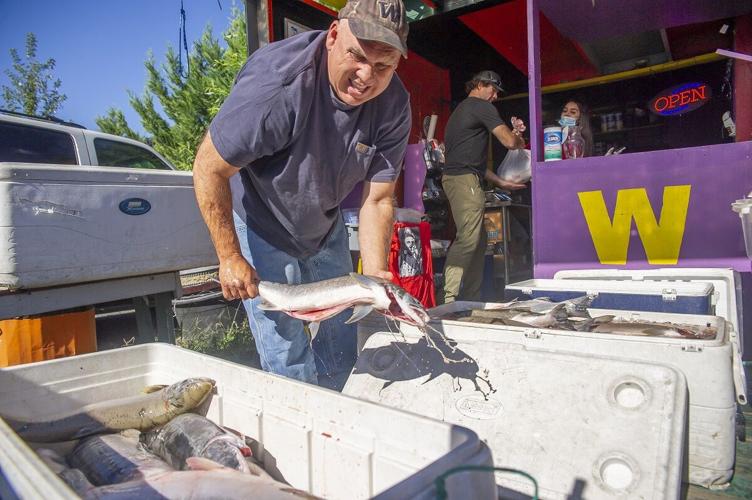 Wild Columbia Salmon sales