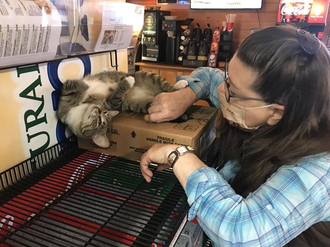 Glenwood store, buddy the cat