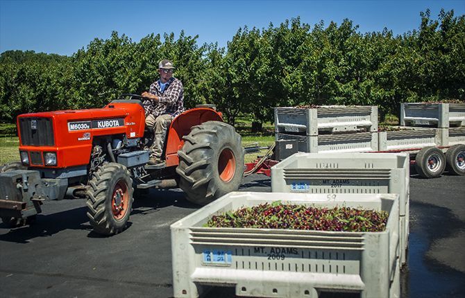 Bing harvest gets underway