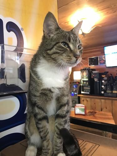 Glenwood store, buddy the cat
