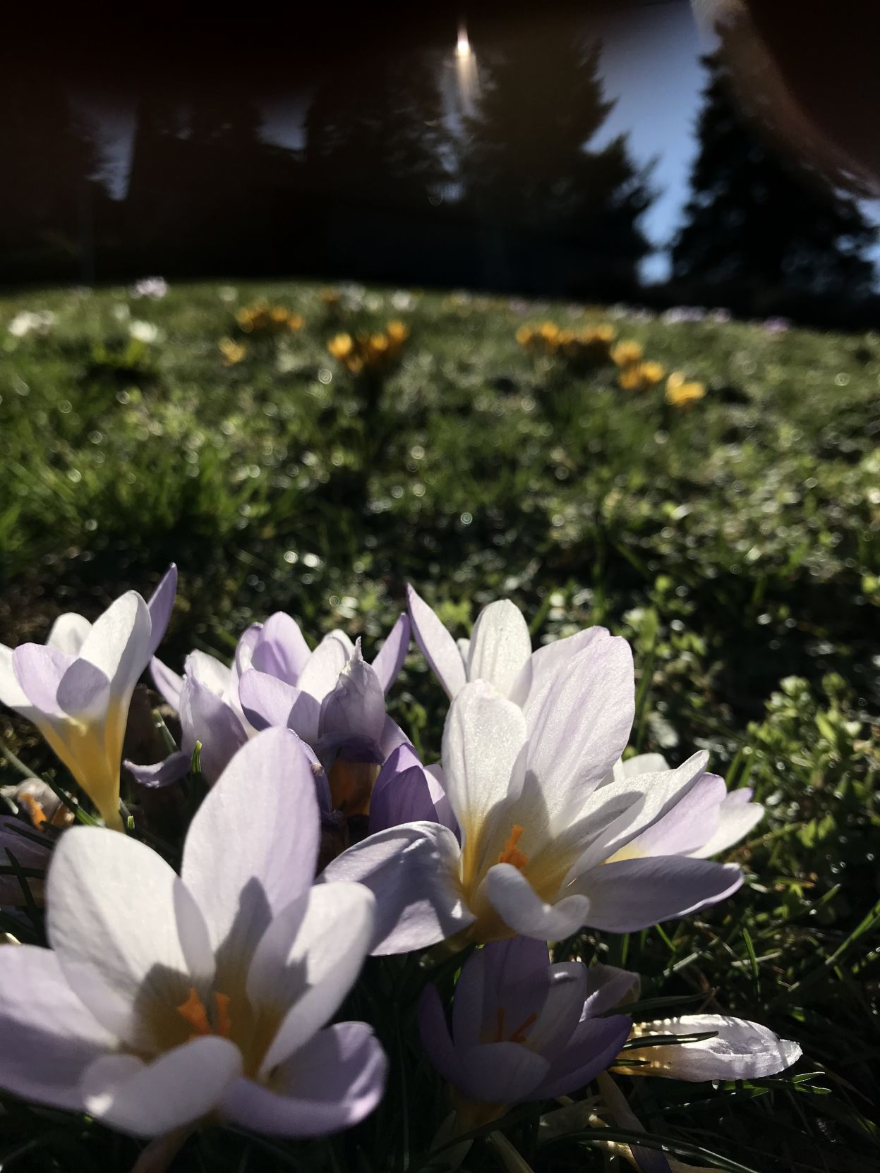 A2 porch crocus.JPG
