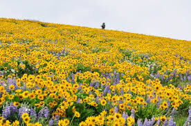 The Dalles Bloom.jpeg