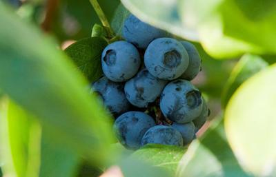 Leaf extract gives blueberries longer life
