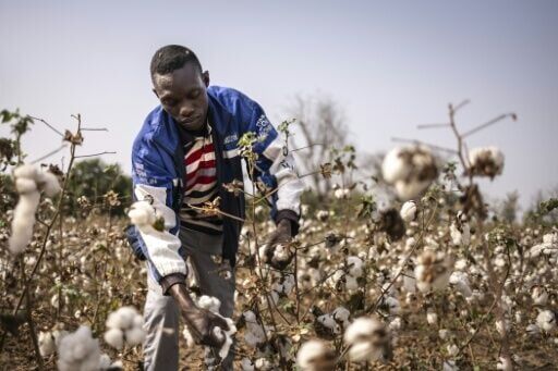 Africa's cotton industry is in focus at the WTO ministerial conference