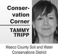 Conservation corner: Winter crops a blessing