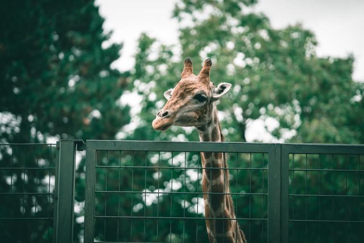 pexels-omar-ramadan-1739260-5545866