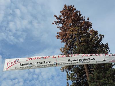 Tree removal highlights bark beetle problems