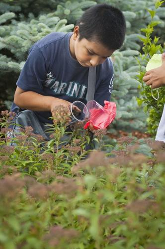 Nurture beneficial insects with pollinator-friendly landscape
