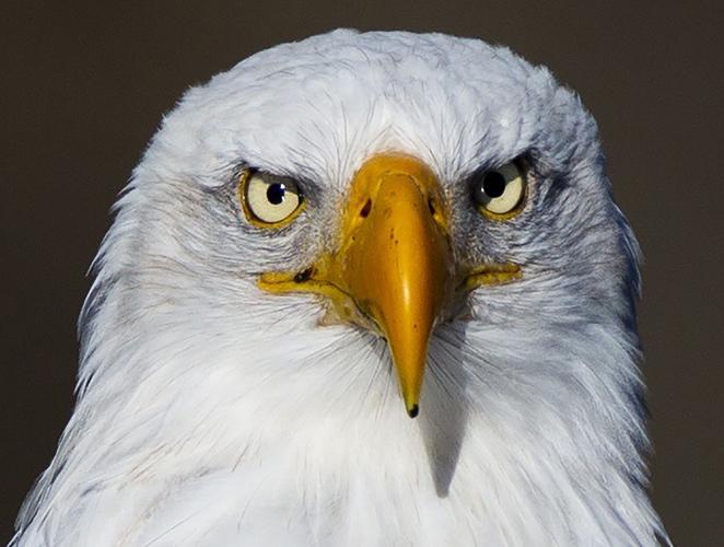 Sunny Bald Stare5011.jpg