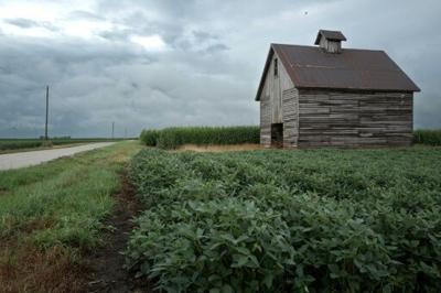 The US Environmental Protection Agency (EPA) has reauthorized use of the weed killer dicamba on genetically modified cotton and soybean fields -- angering MAHA activists