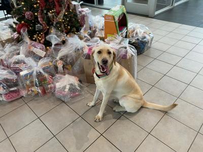 Lady, Columbia Gorge Toyota and Columbia Gorge Honda mascot