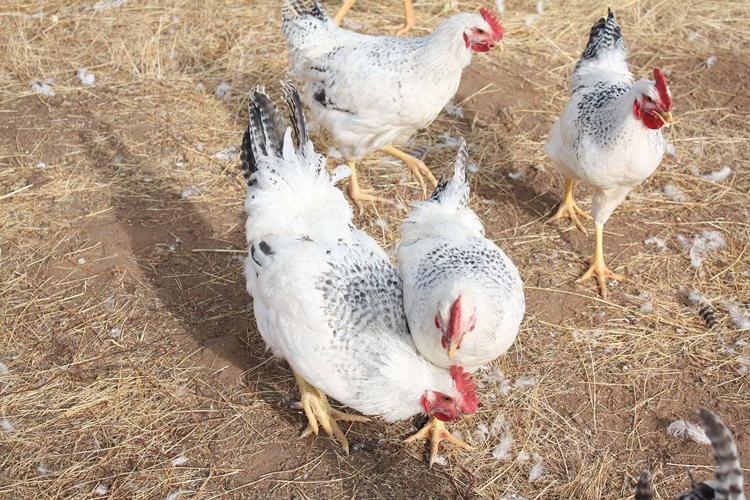 Through heritage agricultural techniques, Horseradish Ranch aims for resilience and sustainability