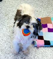 PET OF THE WEEK: Mia is ‘sparky little thing’