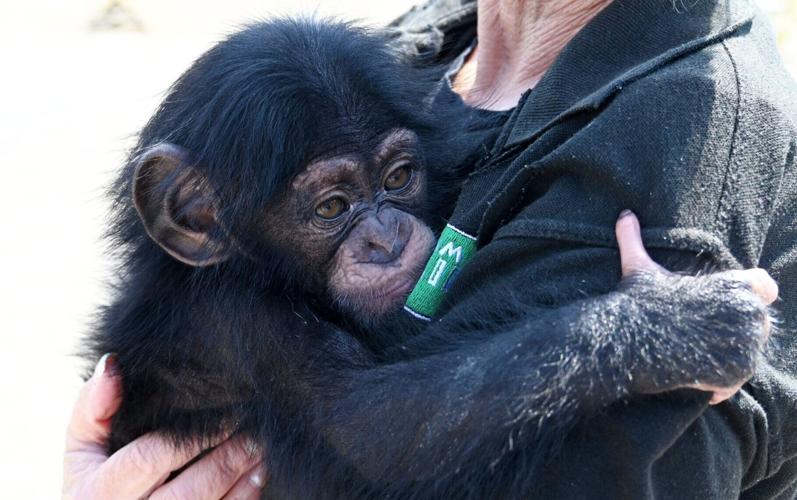 Adorable chimp abandoned at birth predicts England will win World Cup semi-final