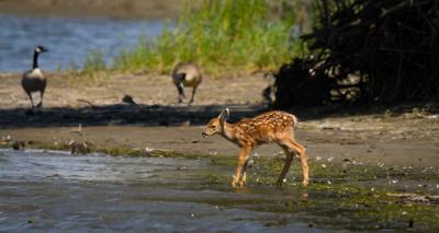 Fawn in the Columbia