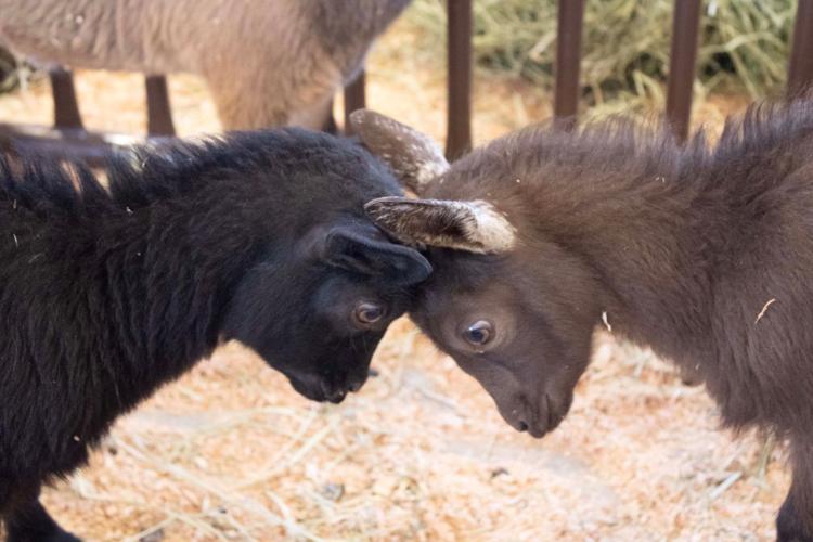 Klickitat County Fair and Rodeo