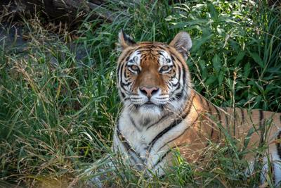 Siberian Tiger
