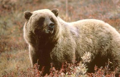 Feds weigh moving grizzlies into Washington