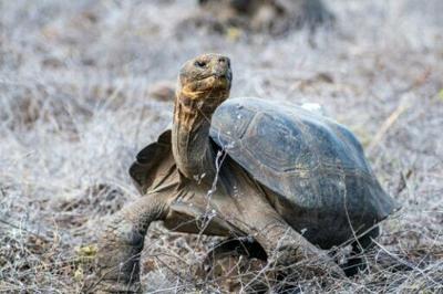 A photo from Ecuador's environment ministry shows one of the giant tortoises released by park rangers on Floreana Island in the Galapagos