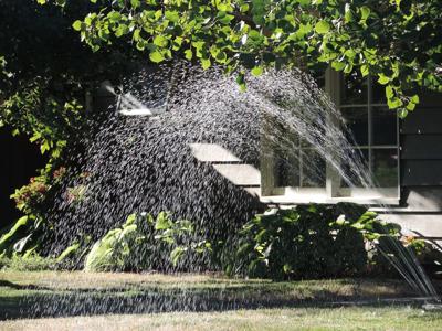 B5 brassicas and beer water conservation, sprinkler.JPG