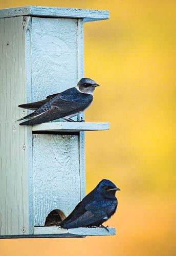 Migration story swallow Gary E