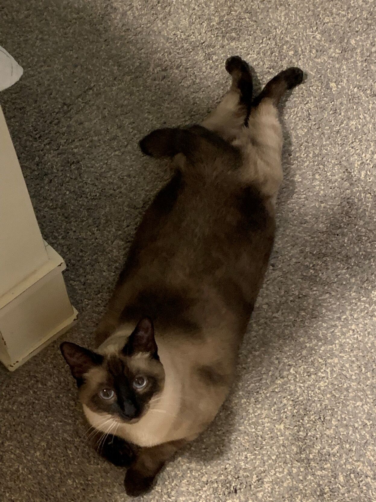 Local supermodel makes debut