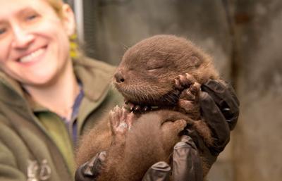 Meet ‘Ziggy’ the otter pup