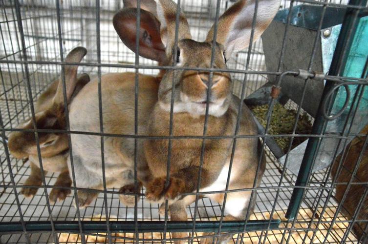 Wasco Co. Fair bunny
