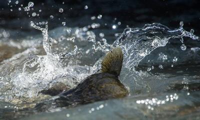 Steelhead and salmon high water temperatures