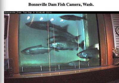 Fall chinook run breaking all records