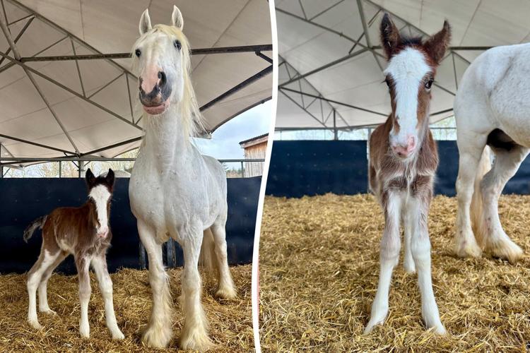 Barnsley farm celebrates rare Shire horse birth