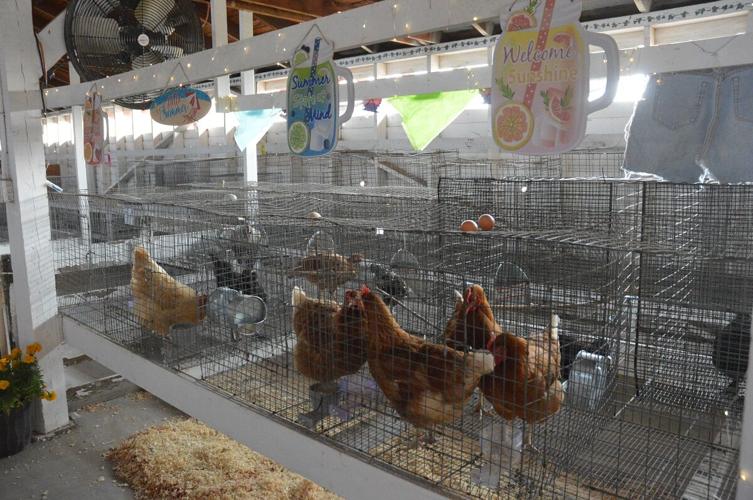Wasco County Fair Chickens