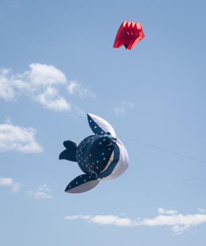 Whale kites