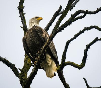 B12 Eagle Watch 1.jpg