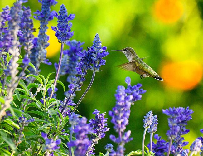 Humming Along