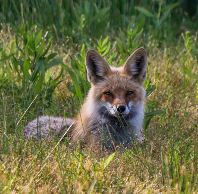 Tuesday morning near Taylor Lake I spotted this Red Fox relaxing in the grass. Since the fire in this area a few years ago I hadn't seen a Red Fox as I did before the fire. Life is Good. Gary