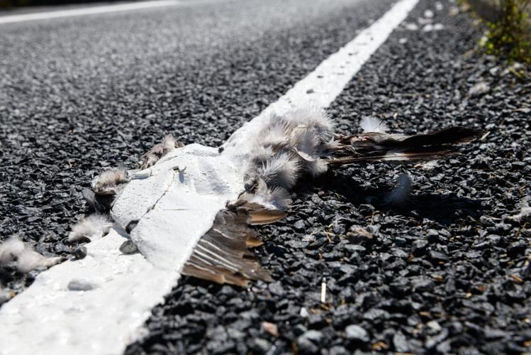 Council blasted after painting fresh road lines over dead animals on a busy road