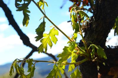 Oregon white oak